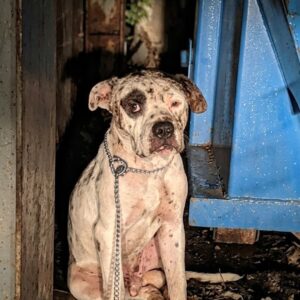 From Isolation to Companionship: Liam's Journey from Abandonment to Hope