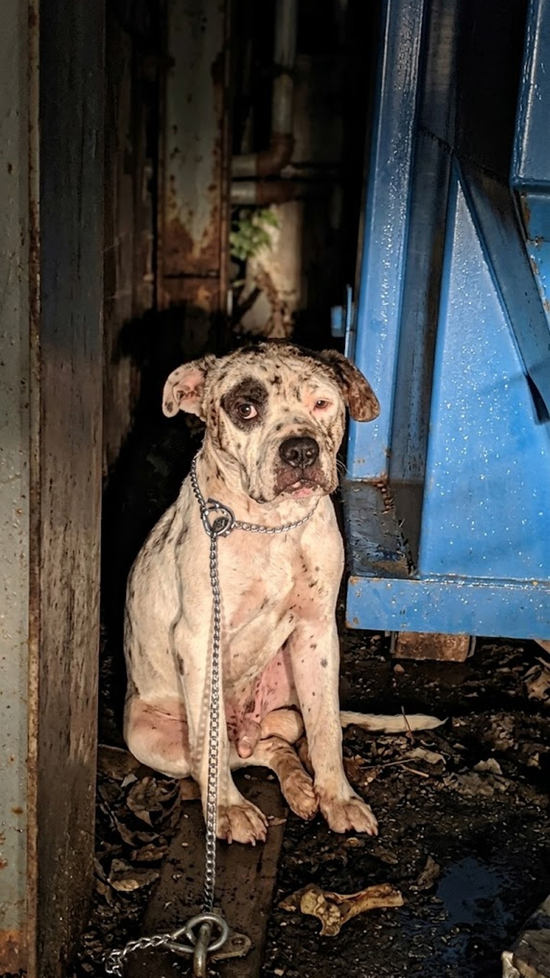 From Isolation to Companionship: Liam's Journey from Abandonment to Hope