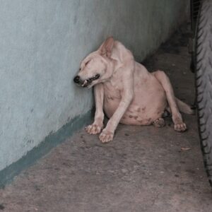 A Dog's Distress Reveals a Hidden Danger in a Busy Parking Lot
