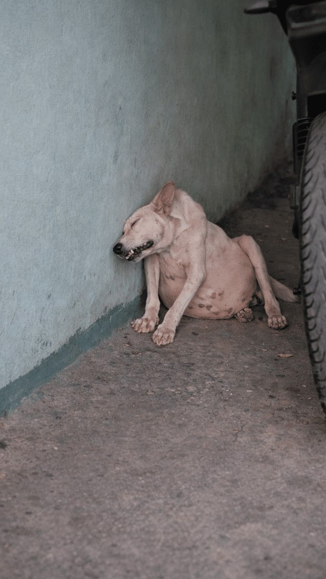 A Dog's Distress Reveals a Hidden Danger in a Busy Parking Lot