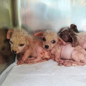 Three Abandoned Puppies Rescued from Death Row Just in Time