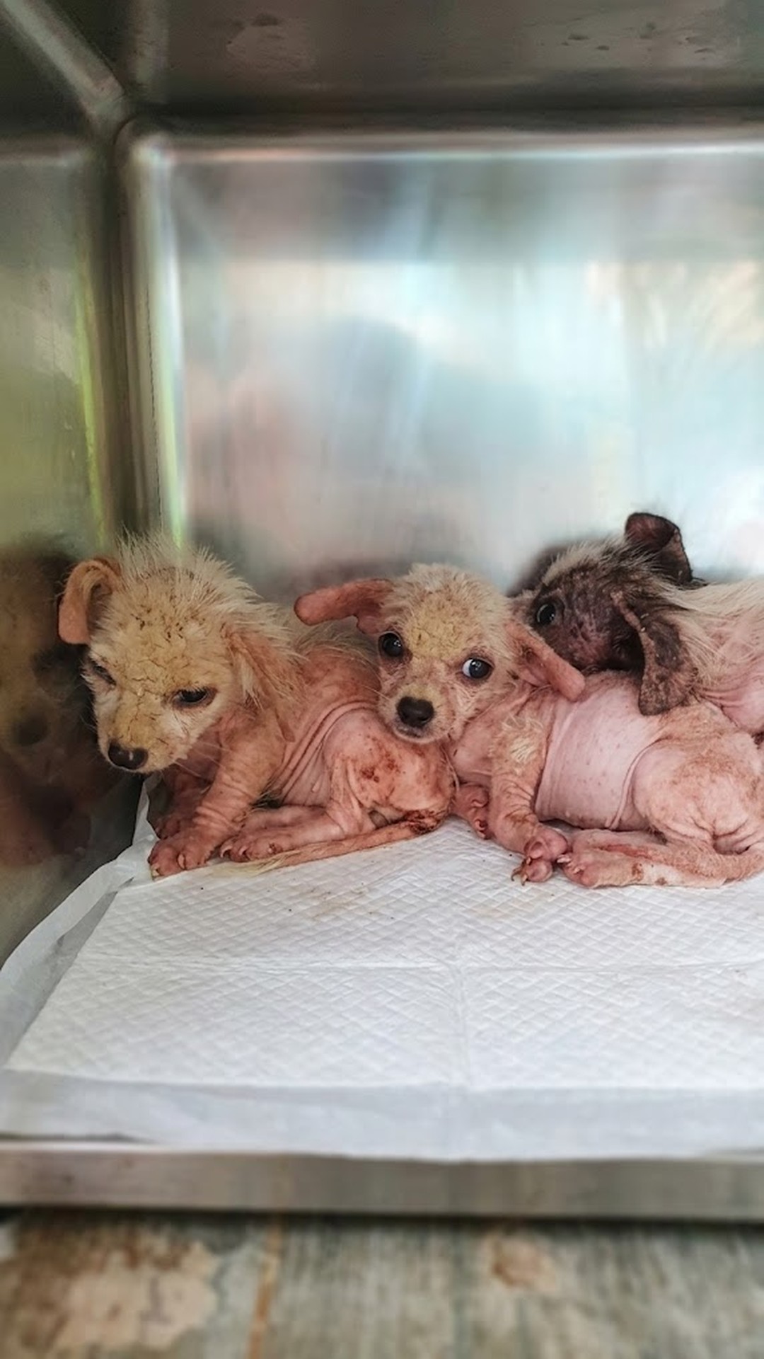 Three Abandoned Puppies Rescued from Death Row Just in Time