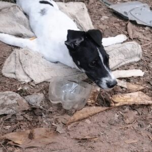 A Tiny Puppy Shows Strength in Silence Before Rescue
