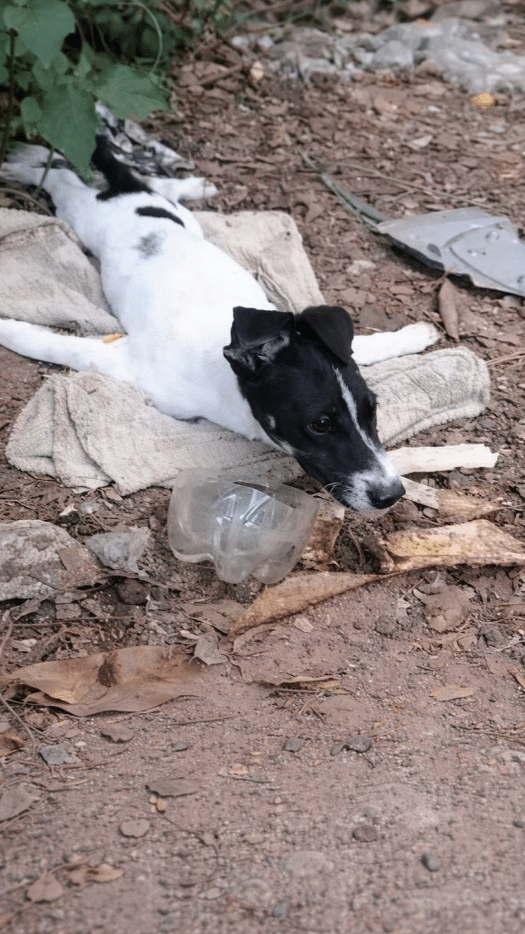 A Tiny Puppy Shows Strength in Silence Before Rescue