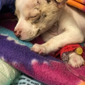 Tiny Chihuahua Falls from Hawk's Grasp, Finds New Home After Miraculous Rescue