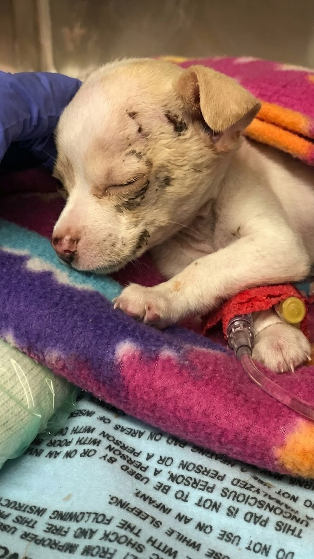 Tiny Chihuahua Falls from Hawk's Grasp, Finds New Home After Miraculous Rescue