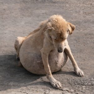 Rescuers Discover Dulce’s Hidden Struggle Before Transforming Life Begins