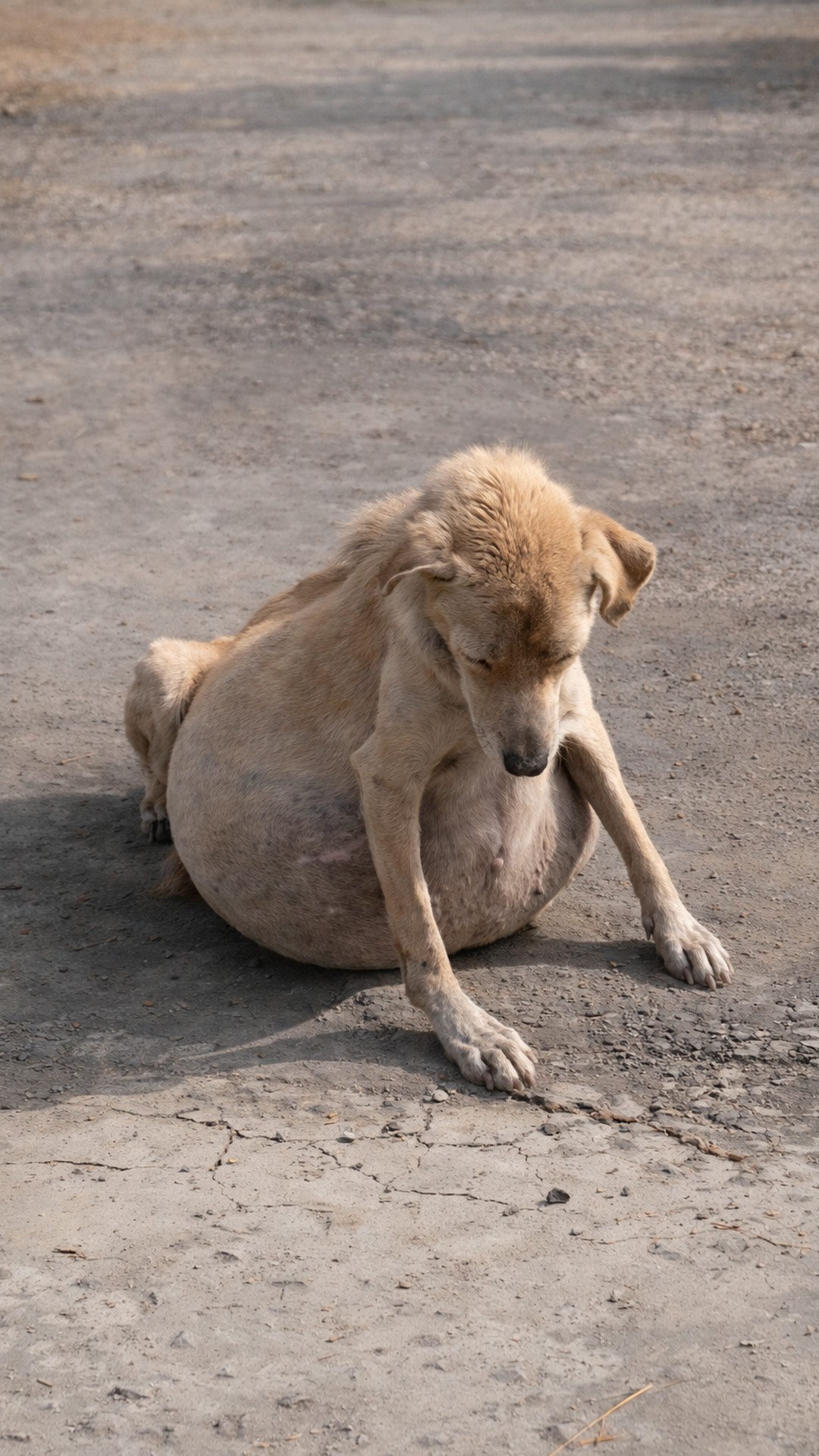 Rescuers Discover Dulce’s Hidden Struggle Before Transforming Life Begins