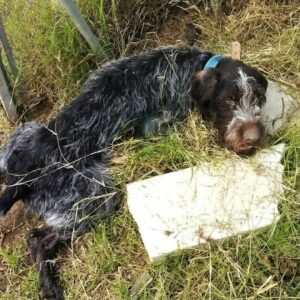 Paralyzed Dog Khan Defies Odds with Unwavering Tail Wags During Recovery