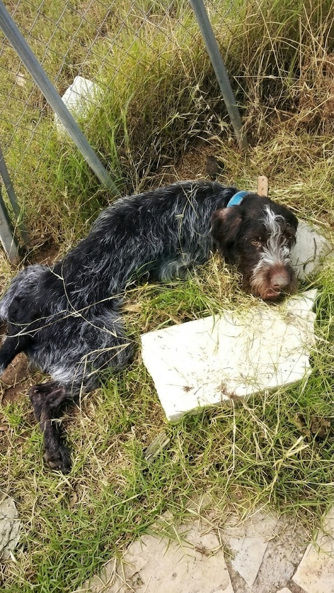 Paralyzed Dog Khan Defies Odds with Unwavering Tail Wags During Recovery