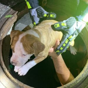 Firefighters Rescue Puppy from Storm Drain During Flash Floods in Elgin