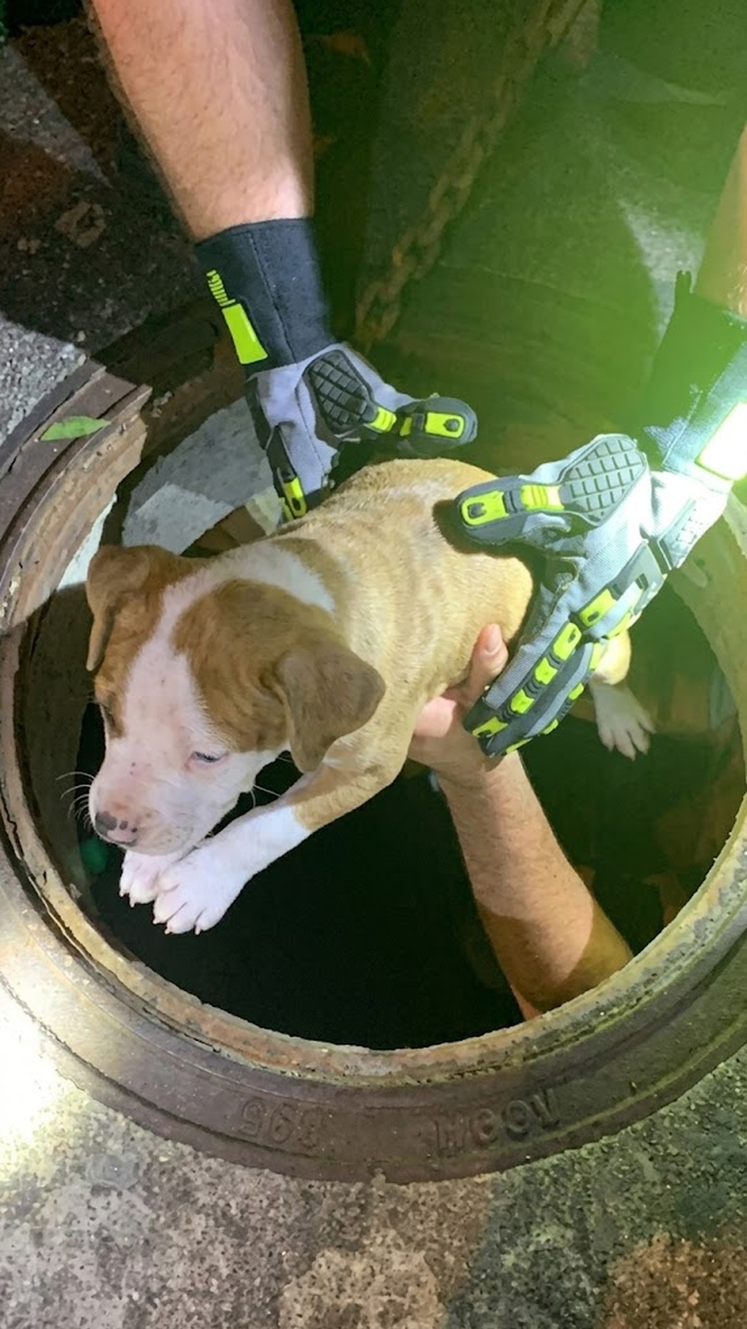 Firefighters Rescue Puppy from Storm Drain During Flash Floods in Elgin