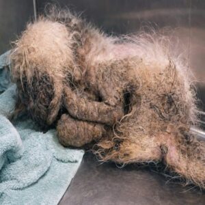 Parker the Shih Tzu Transforms After Being Rescued from Abandonment
