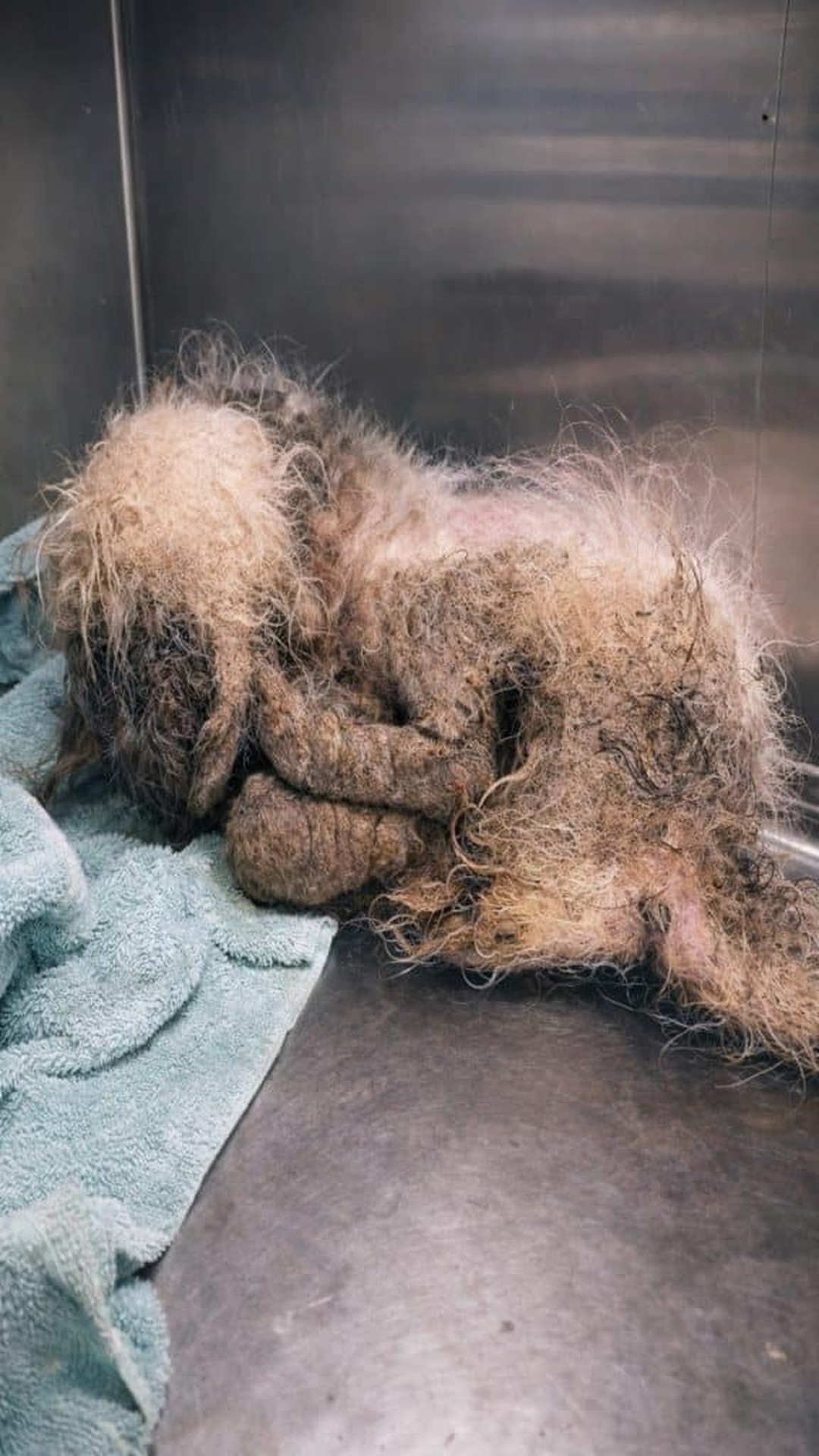 Parker the Shih Tzu Transforms After Being Rescued from Abandonment