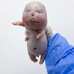 Tiny Chow Chow's Journey from Premature Birth to Vibrant Companion