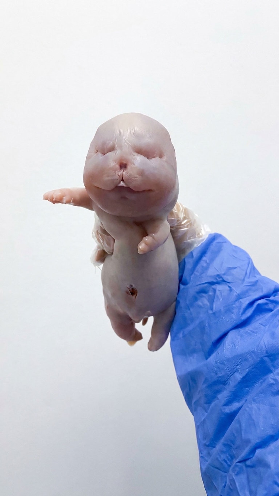 Tiny Chow Chow's Journey from Premature Birth to Vibrant Companion