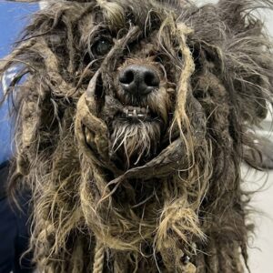 From Abandoned to Adored: Murphy's Dramatic Rescue and Transformation