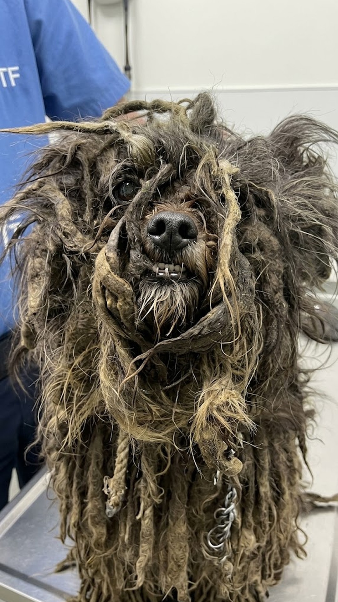 From Abandoned to Adored: Murphy's Dramatic Rescue and Transformation