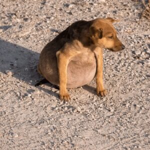 A Security Guard’s Phone Call Leads to a Dog’s Remarkable Recovery