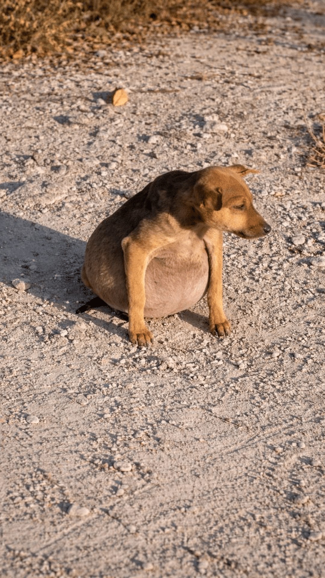 A Security Guard’s Phone Call Leads to a Dog’s Remarkable Recovery