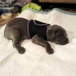 Willow's Remarkable Recovery: From Abandoned to Triumphant in 48 Hours