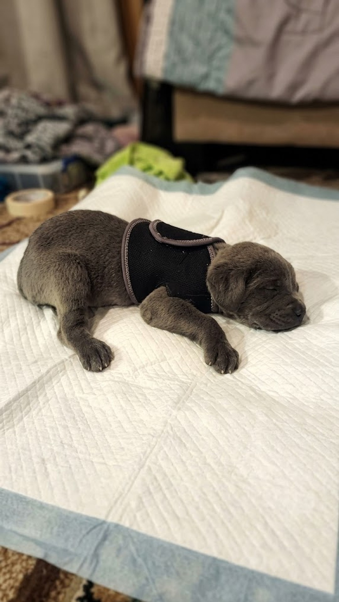 Willow's Remarkable Recovery: From Abandoned to Triumphant in 48 Hours
