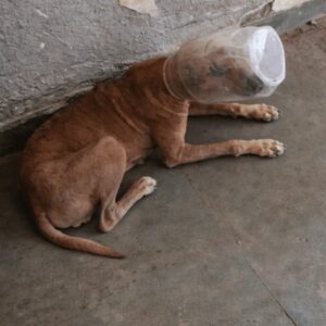 Rescue Teams Save Injured Dog After Road Accident in Mumbai