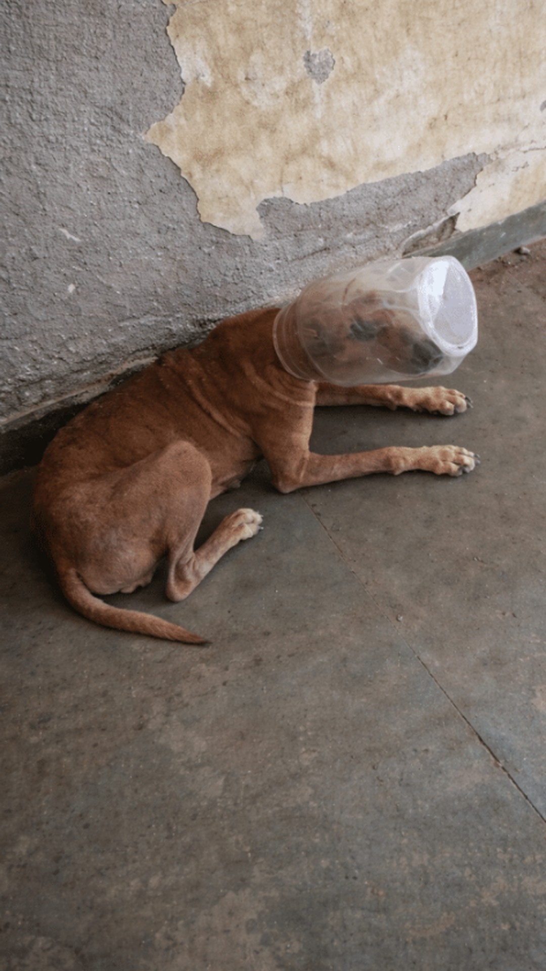 Rescue Teams Save Injured Dog After Road Accident in Mumbai
