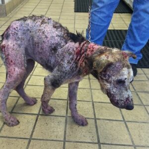 Rescue Team Finds Starving Puppy Mistaken for Monster on Neighborhood Streets