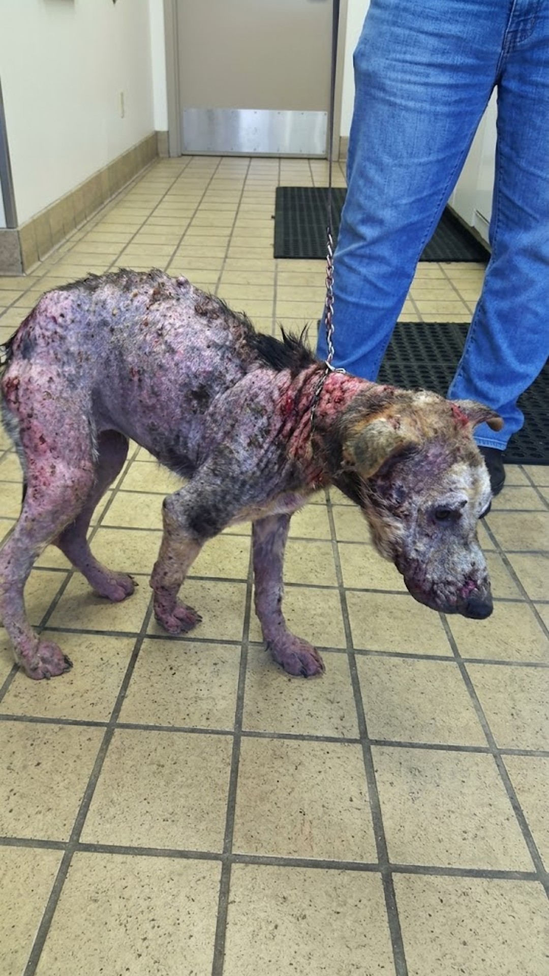 Rescue Team Finds Starving Puppy Mistaken for Monster on Neighborhood Streets