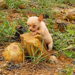 Pale-Yellow Puppy Found Wandering Alone on a Quiet Road