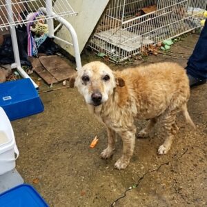 Emu the Senior Dog Finds Home After Near-Euthanasia Rescue