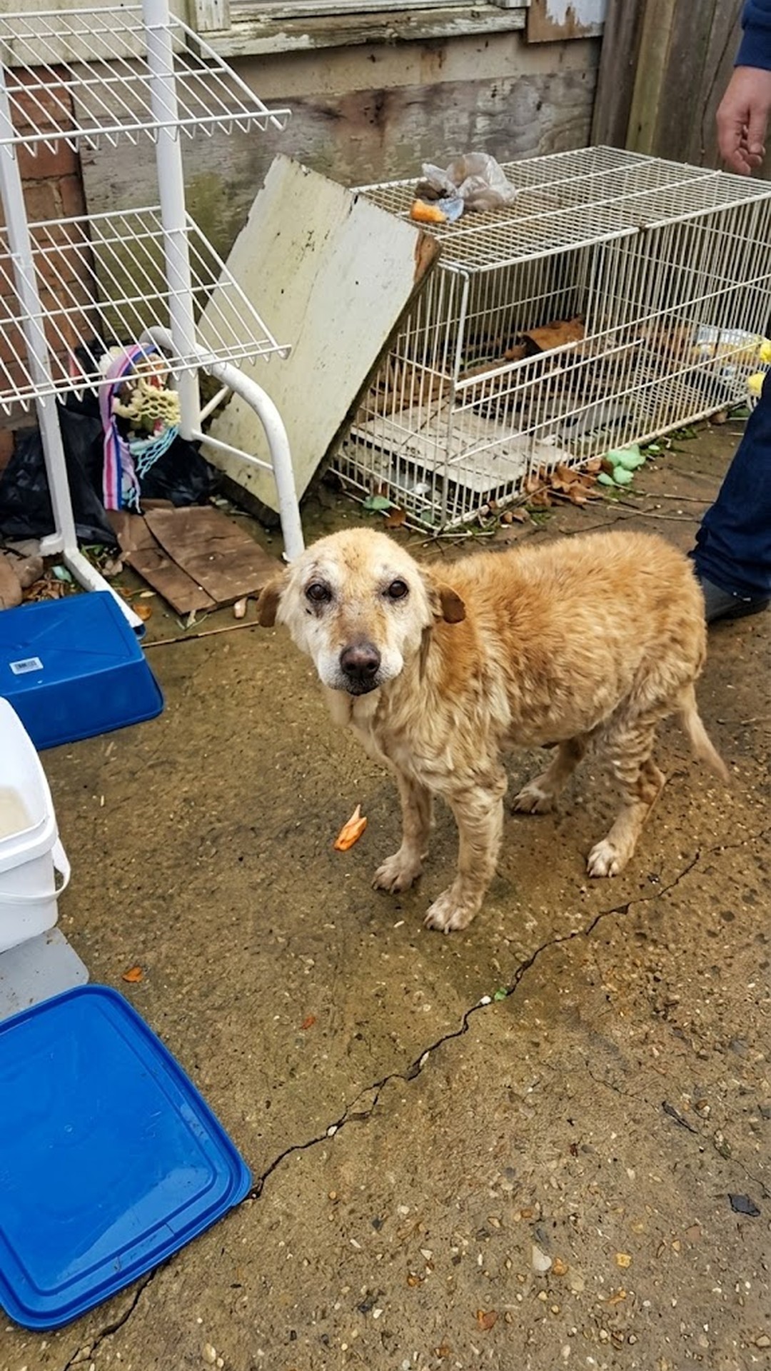 Emu the Senior Dog Finds Home After Near-Euthanasia Rescue