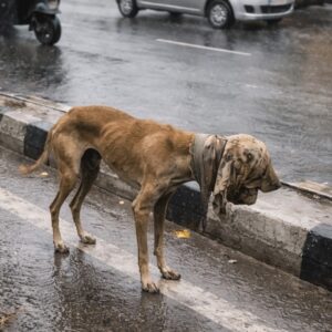 A Stray Dog Shows Remarkable Calm Amid Busy Traffic