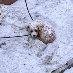 Puppy Found in Snow Overcomes Severe Malnutrition and Finds a Home