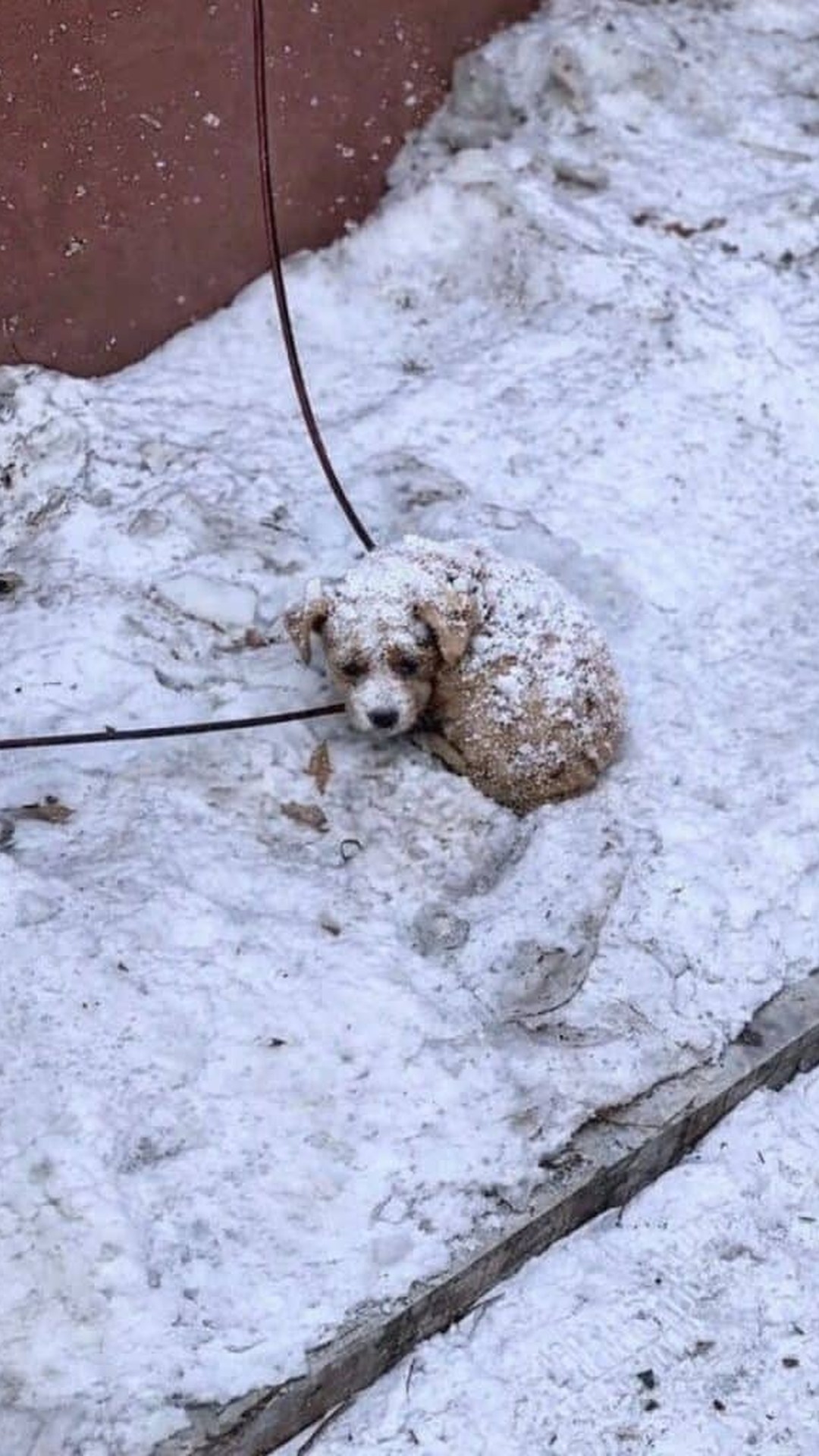 Puppy Found in Snow Overcomes Severe Malnutrition and Finds a Home