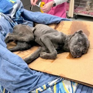 Harris the Dog's Recovery Journey: From Abandonment to Independence in Weeks
