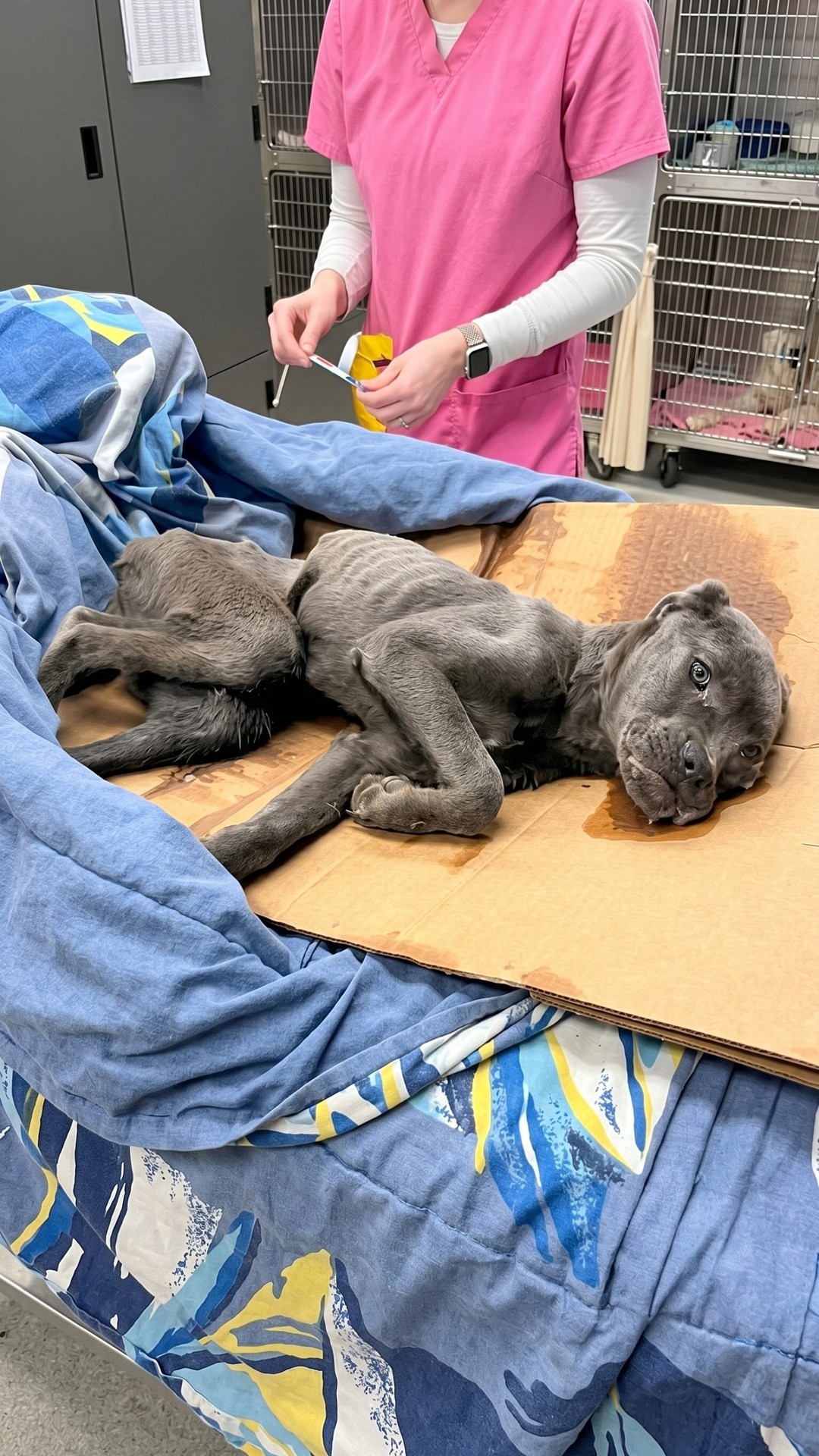 Harris the Dog's Recovery Journey: From Abandonment to Independence in Weeks