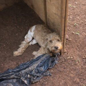 Juju's Progress from Abandonment to Rehabilitation Over Months