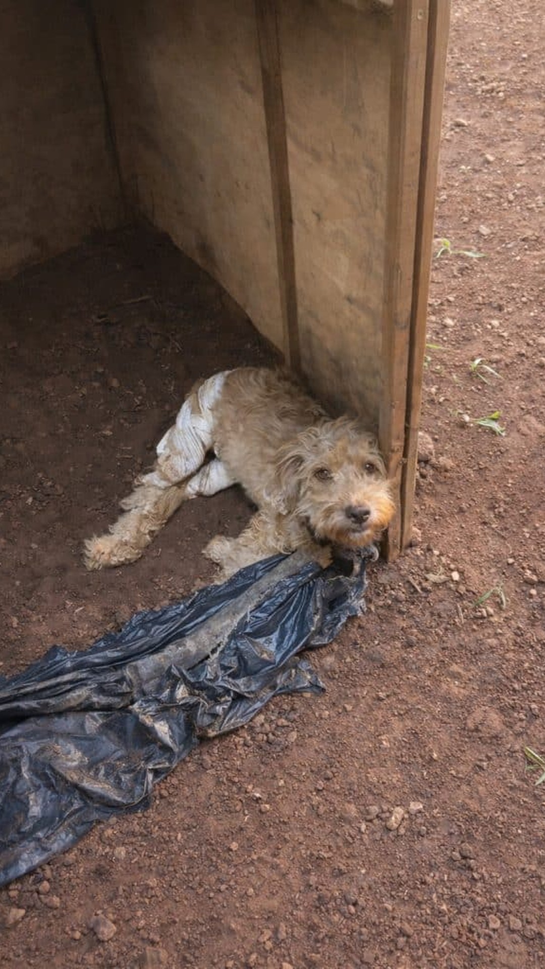 Juju's Progress from Abandonment to Rehabilitation Over Months
