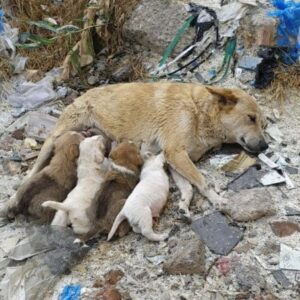 Stray Dog's Devotion to Her Puppies Despite Broken Legs