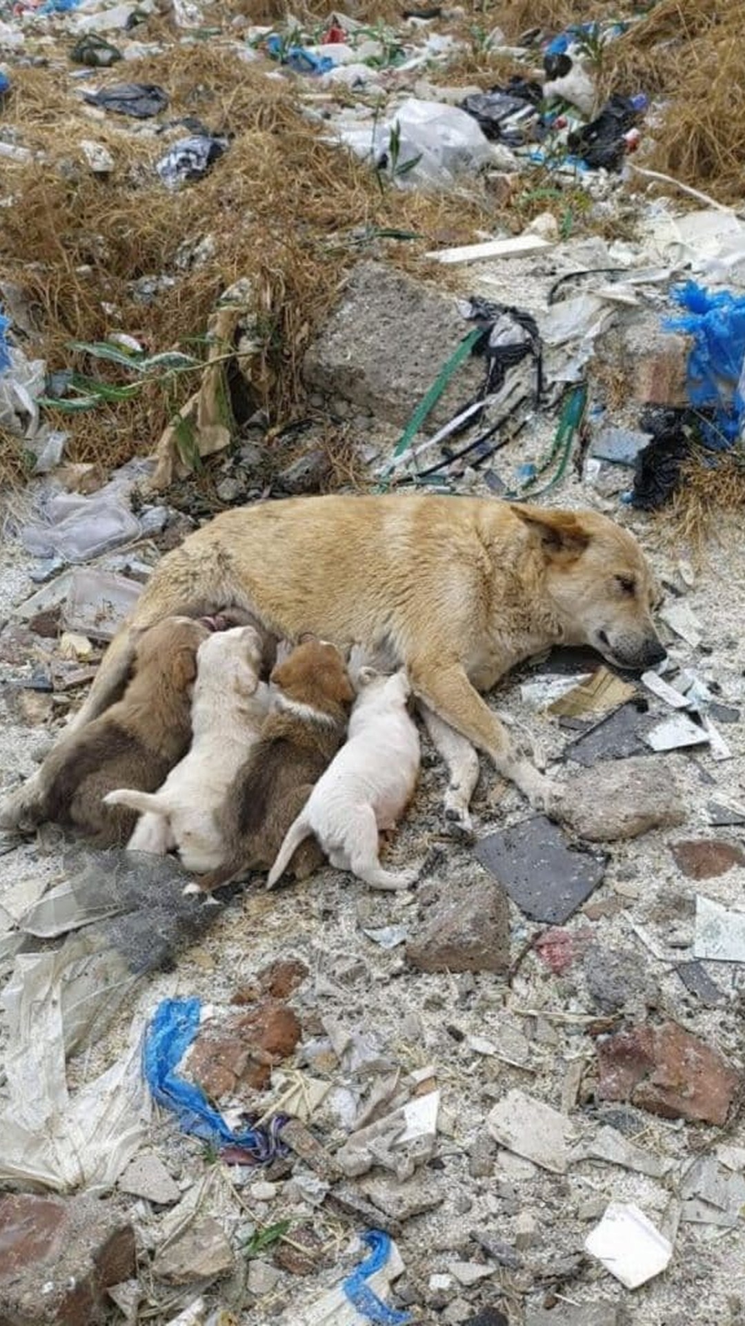 Stray Dog's Devotion to Her Puppies Despite Broken Legs