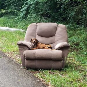 Starving Puppy Rescued from Abandoned Chair in Brookhaven