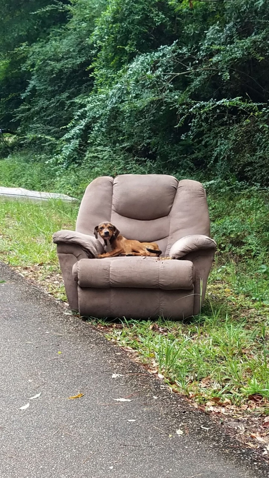 Starving Puppy Rescued from Abandoned Chair in Brookhaven