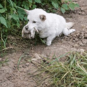 Rescue of a Paralyzed Mother Dog and Her Newborn Puppies