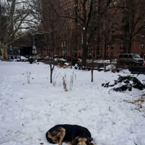Rescuer Sleeps in Snow to Gain Trust of Ten-Year Stray Dog