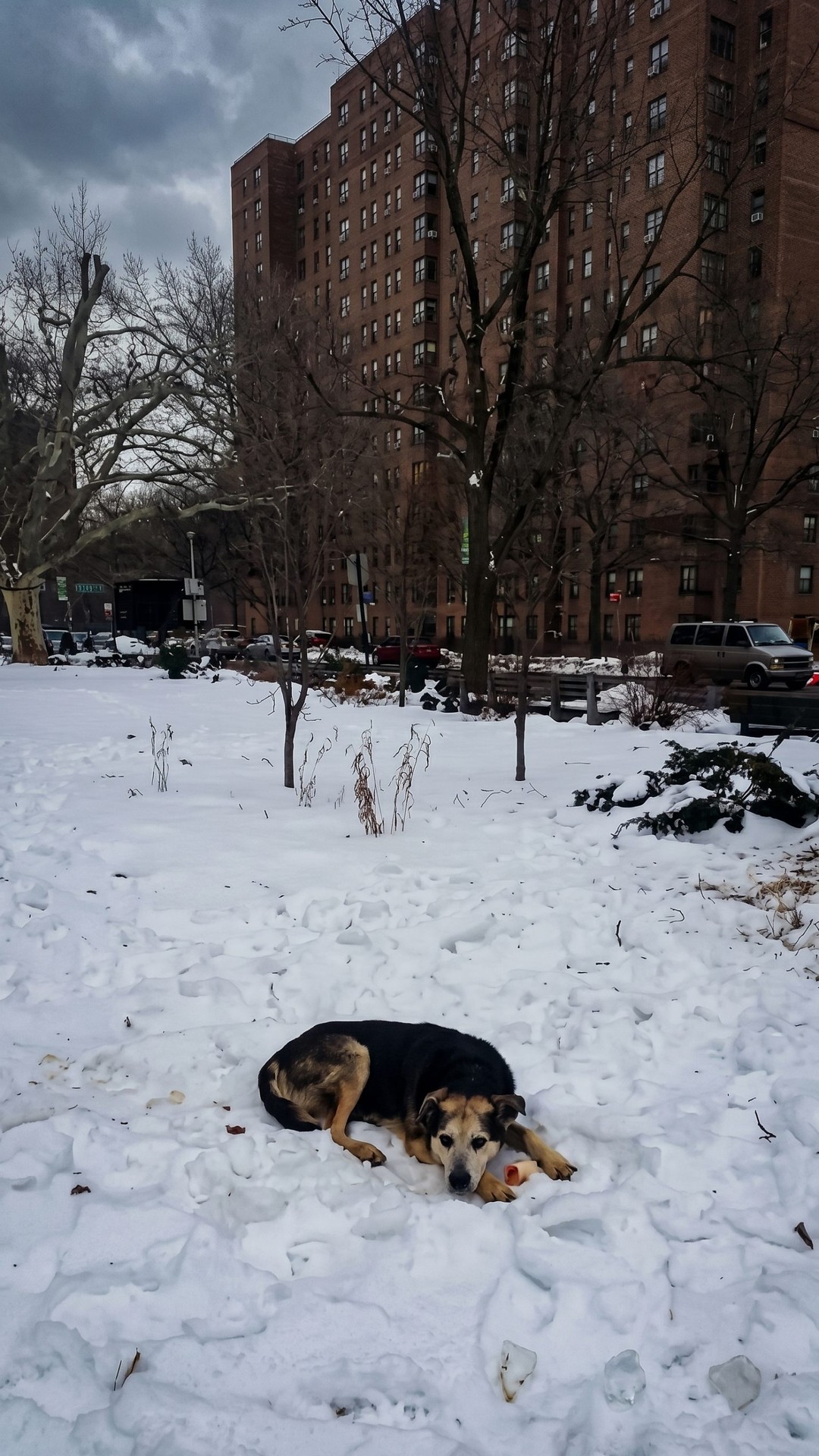 Rescuer Sleeps in Snow to Gain Trust of Ten-Year Stray Dog