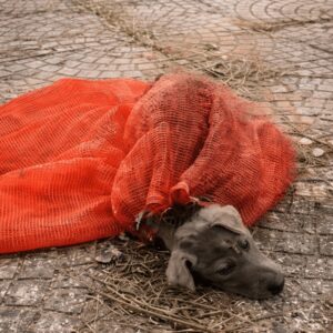 Puppy Rescued from a Mesh Bag Discovered on a Quiet Road