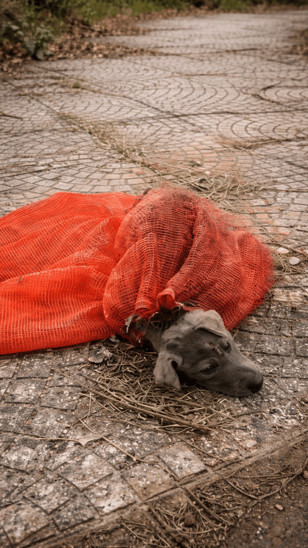 Puppy Rescued from a Mesh Bag Discovered on a Quiet Road