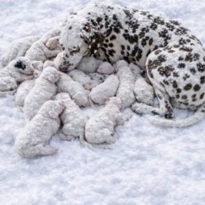Thirteen Dalmatian Puppies Thrive Under Mama Pup's Caring Watch